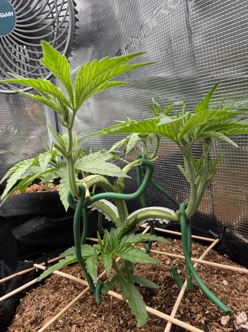 White Russian Runtz). Week 5