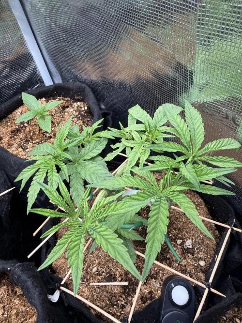 White Runtz. Week 5