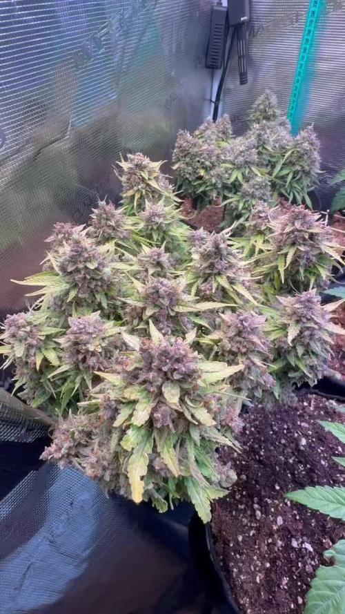 Hasse Grow Box
