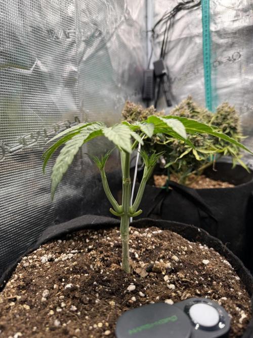 all eyes on weed. Week 4