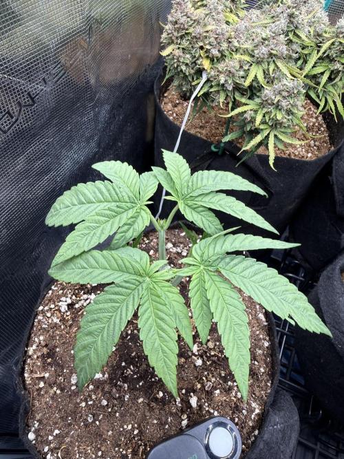 all eyes on weed. Week 4 -                                                                                 