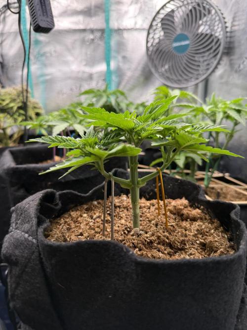 Time to experiment my theory on auto. Week 3