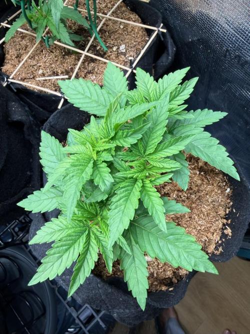 Time to experiment my theory on auto. Week 3