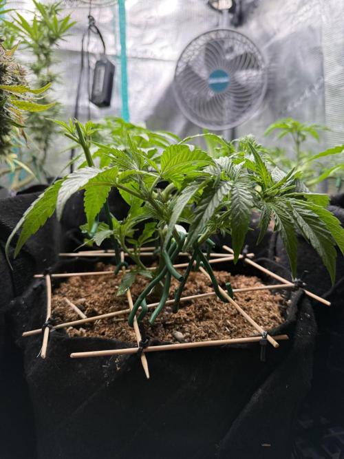 White Russian Runtz). Week 5