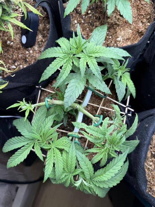White Russian Runtz). Week 5