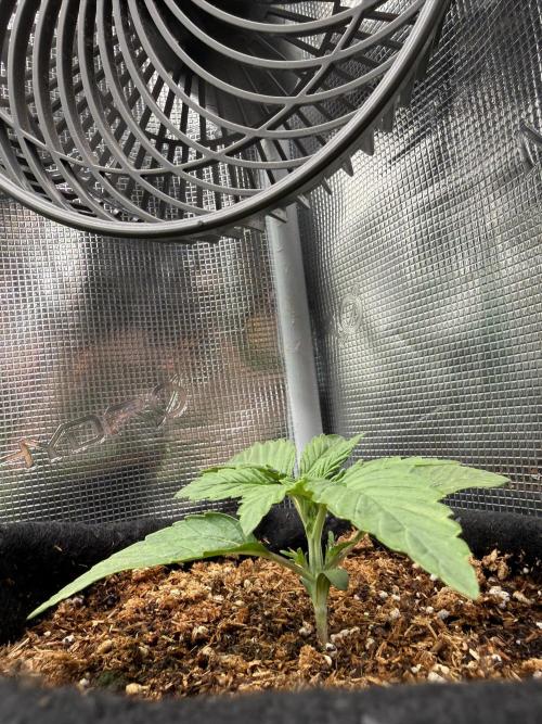 Runtz auto 2. Week 1 - new day in paradise