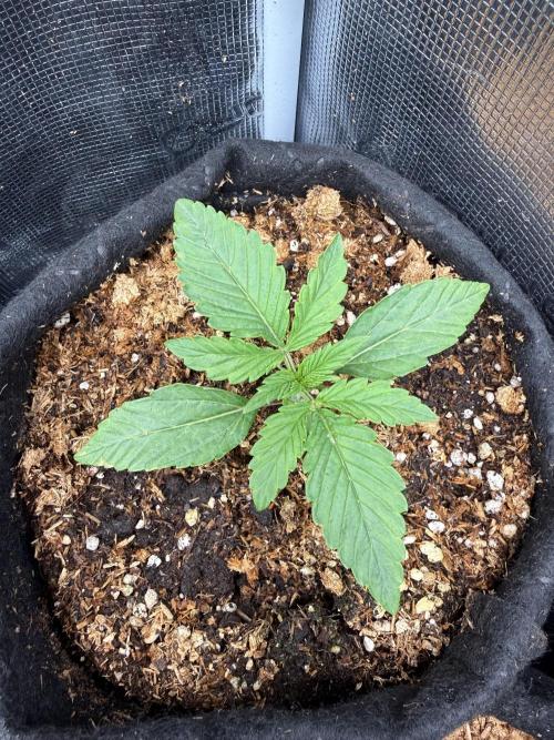 Runtz Auto. Week 1