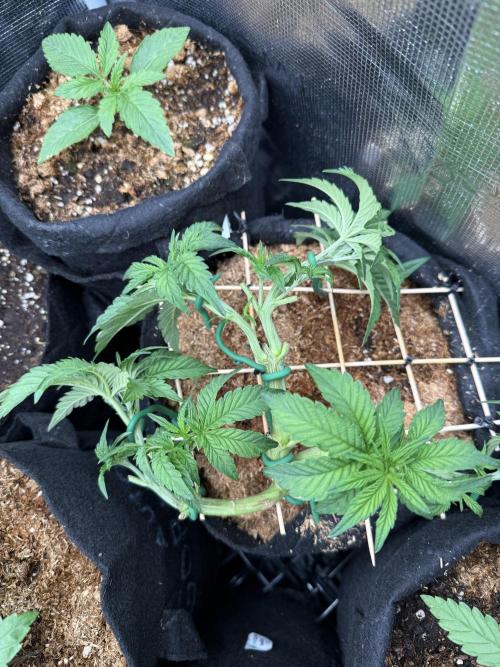 Lemon Cherry Gelato. Week 7