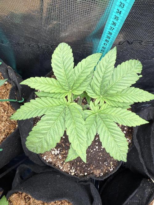 all eyes on weed. Week 4
