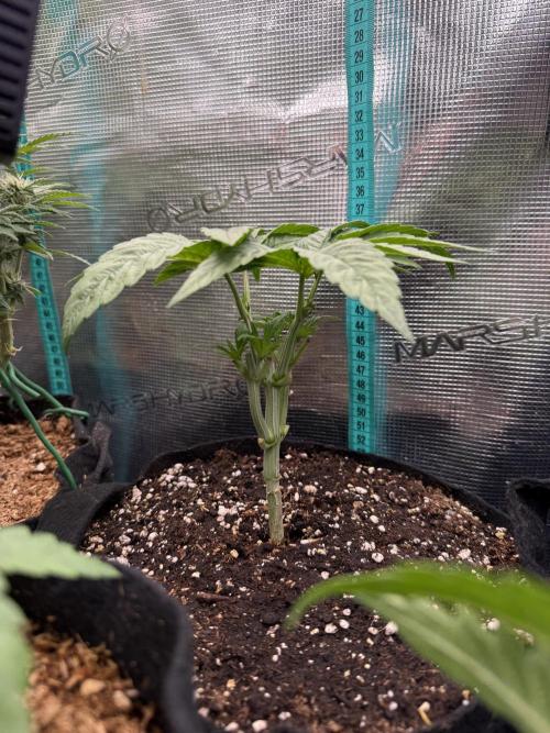 all eyes on weed. Week 4