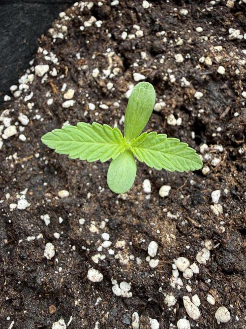 Outdoor experience GG4#. Week 1 - day 4 morning feeding