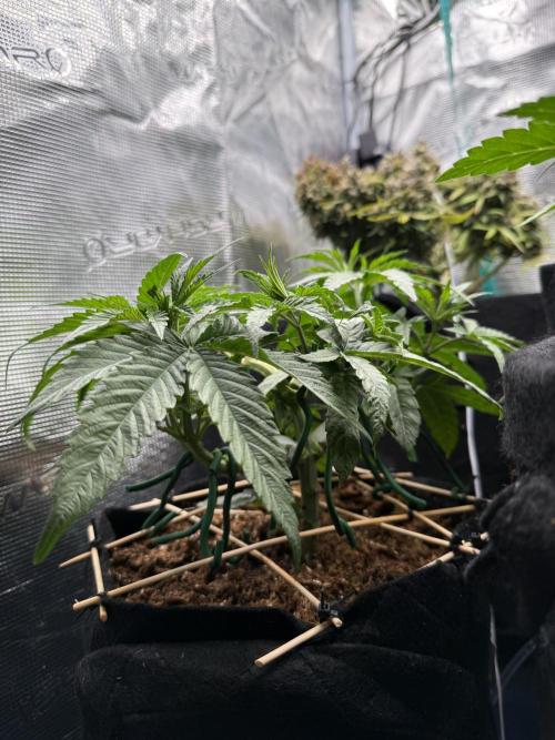 White Russian Runtz). Week 5