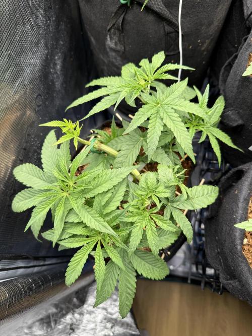 White Russian Runtz). Week 5