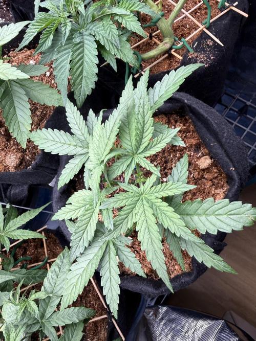 Northern lights auto Spirit Seeds. Week 3