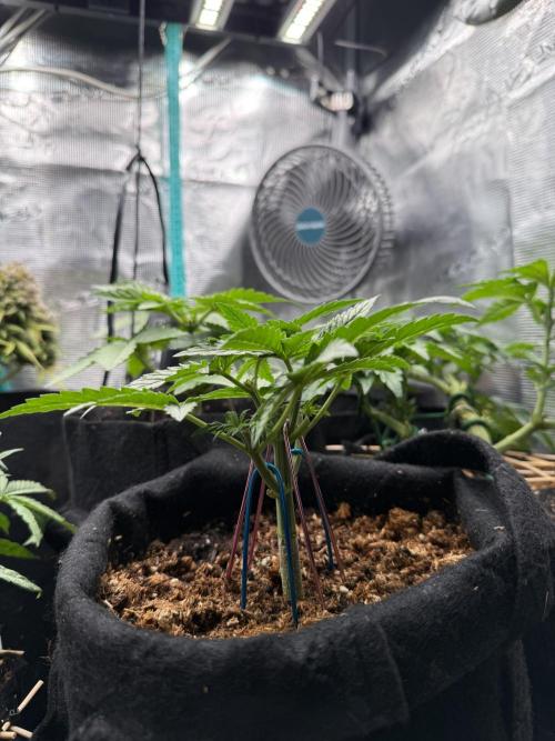 Northern lights auto Spirit Seeds. Week 3