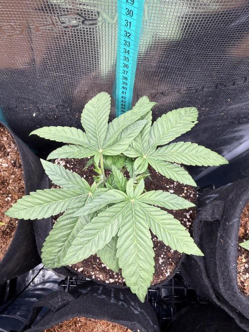 all eyes on weed. Week 4