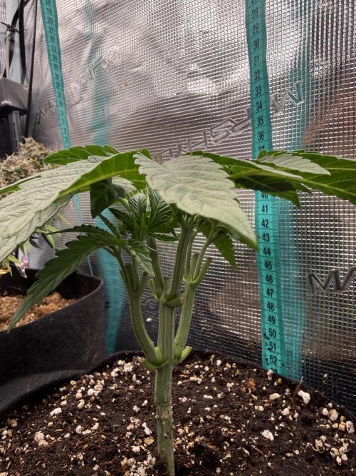 all eyes on weed. Week 4