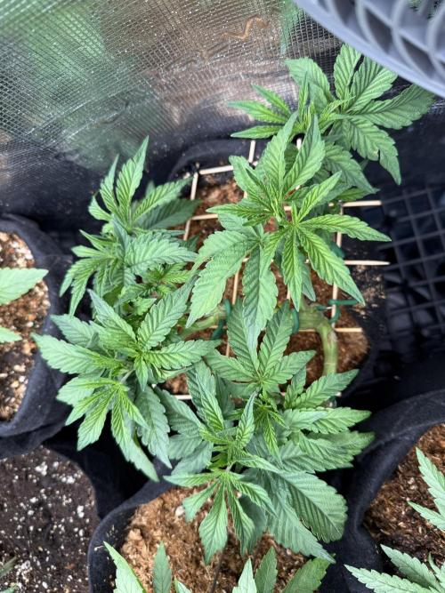Lemon Cherry Gelato. Week 7