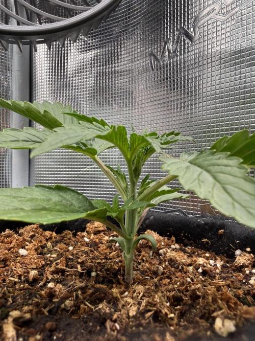 Runtz auto 2. Week 1 - last day of first week