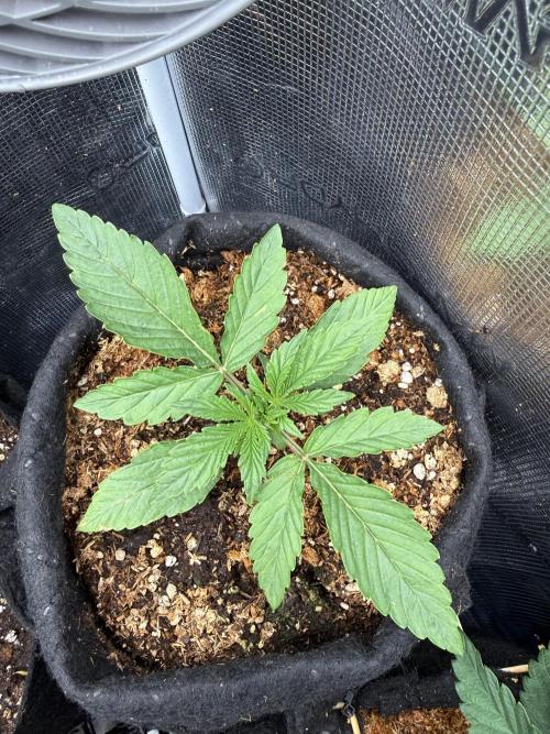 Runtz Auto. Week 1