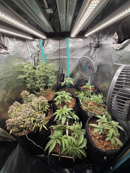 Hasse Grow Box. Week 3