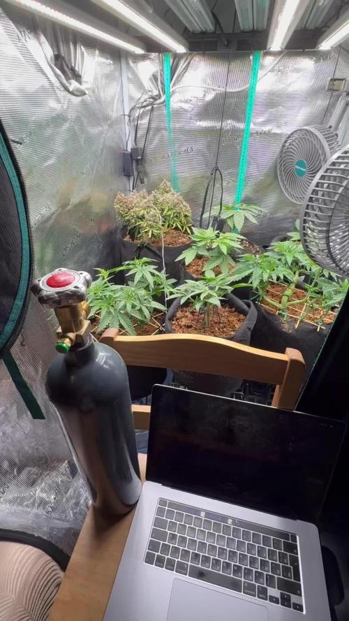 Hasse Grow Box