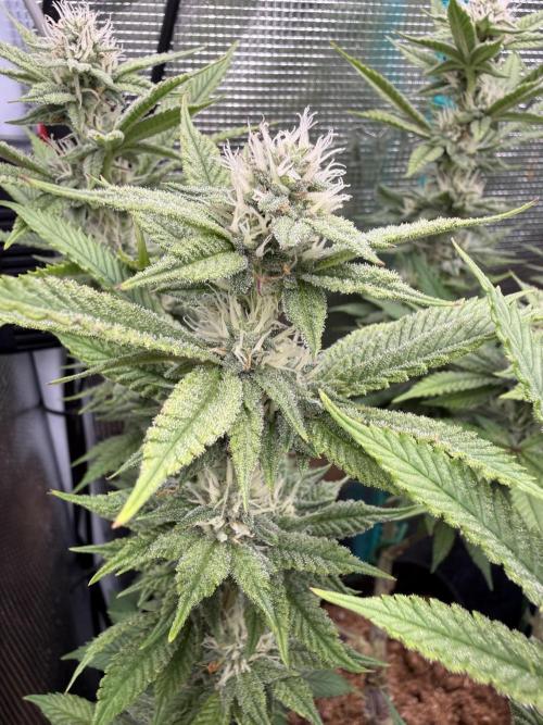 Primera fotopereodica GG4#. Week 12