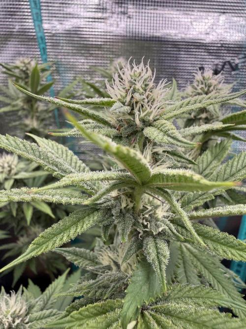 Primera fotopereodica GG4#. Week 12