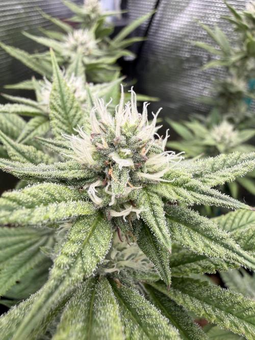 Primera fotopereodica GG4#. Week 12