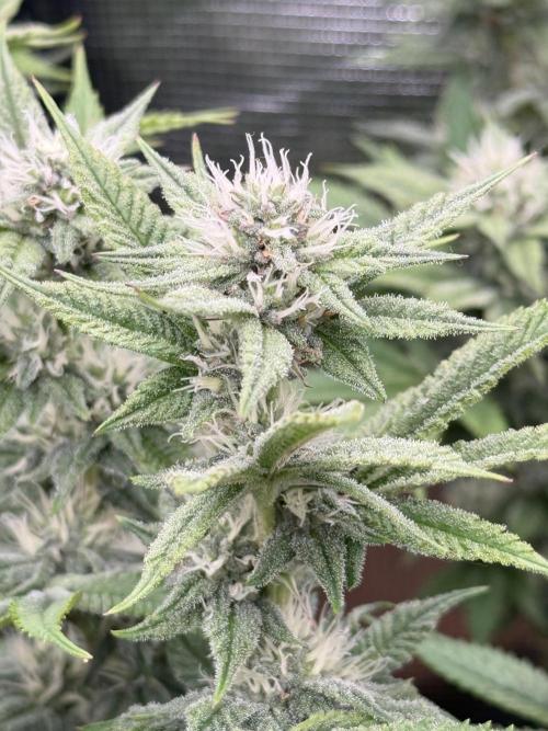 Primera fotopereodica GG4#. Week 12