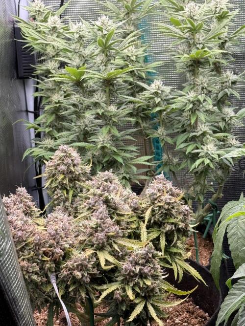 Primera fotopereodica GG4#. Week 12