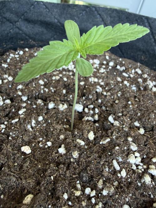 Outdoor experience GG4#. Week 1 - midday 5 day