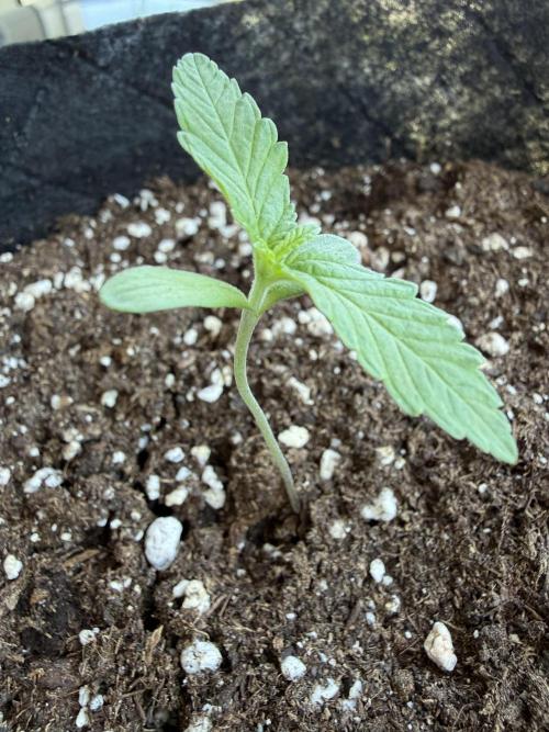 Outdoor experience GG4#. Week 1 - Quinto dia
