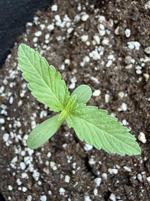 Outdoor experience GG4#. Week 1 - 5 days of born