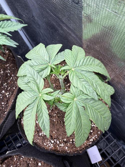all eyes on weed. Week 4
