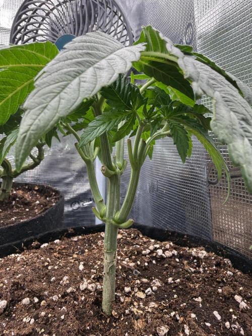 all eyes on weed. Week 4