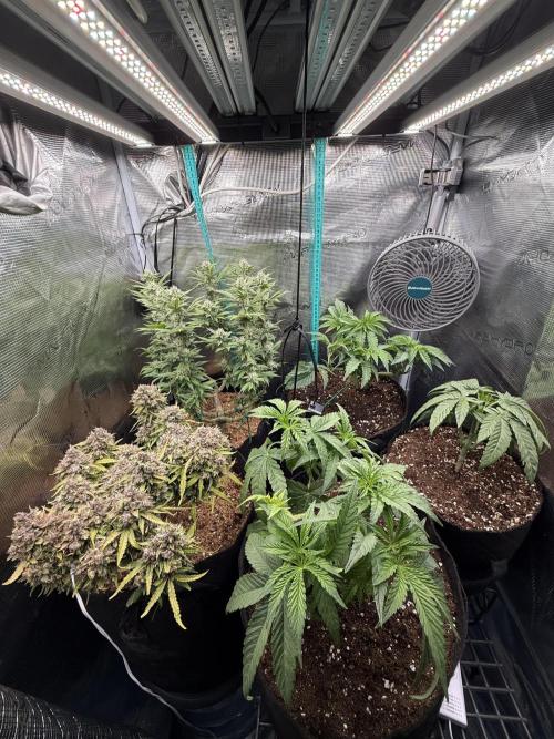 Hasse Grow Box. Week 3
