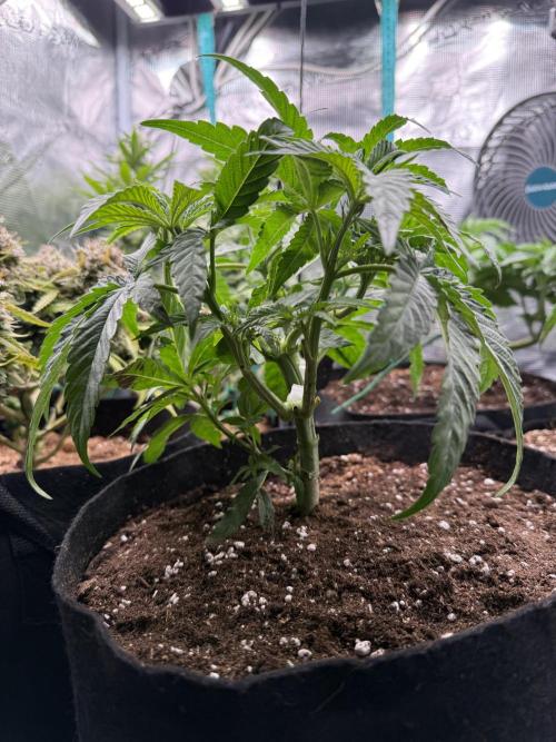 White Russian Runtz). Week 5