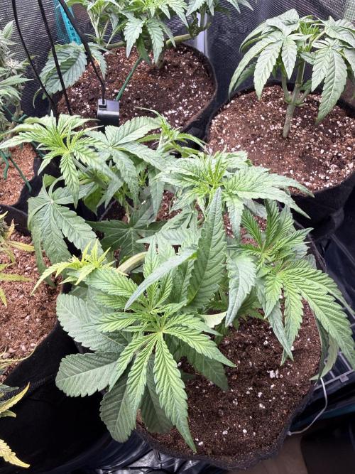 White Russian Runtz). Week 5