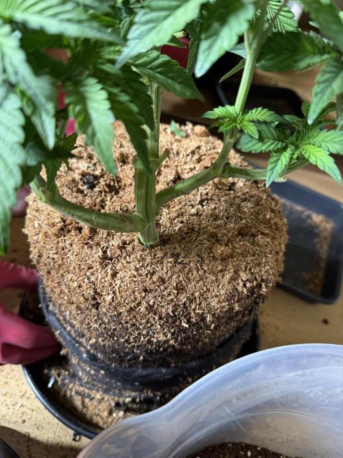 White Russian Runtz). Week 5