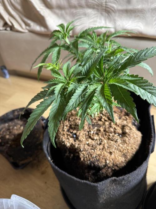 White Russian Runtz). Week 5