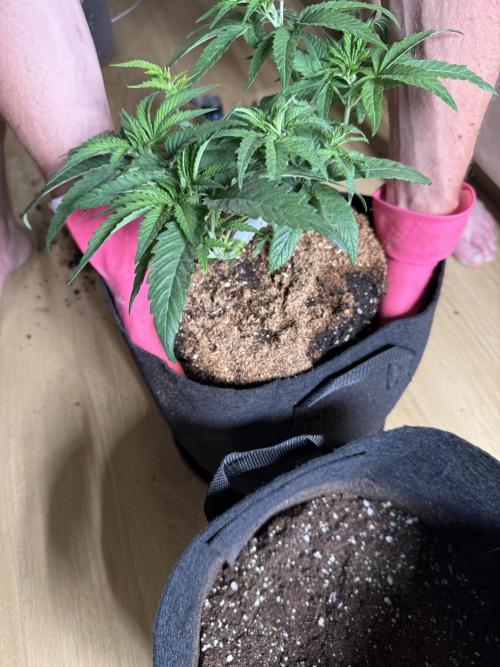 White Russian Runtz). Week 5