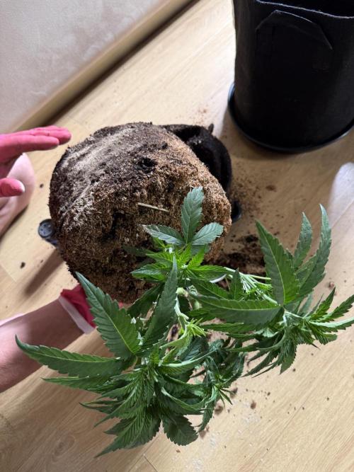 White Russian Runtz). Week 5