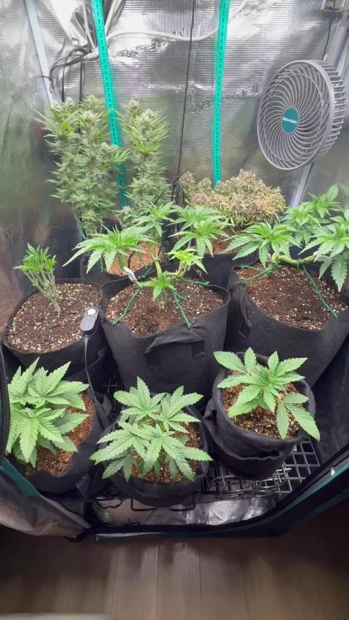 Hasse Grow Box