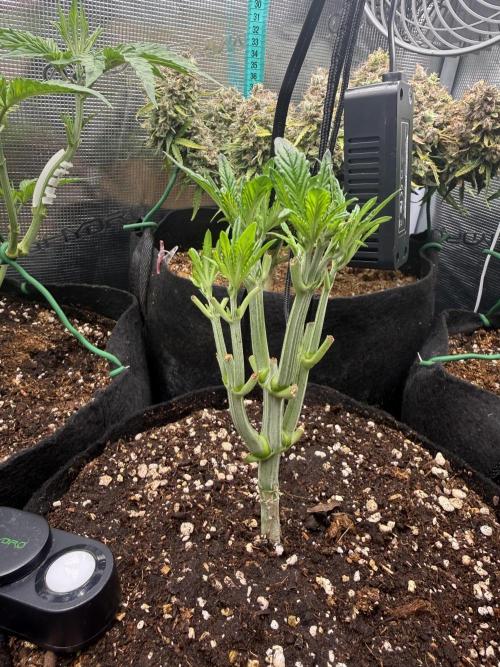 all eyes on weed. Week 4