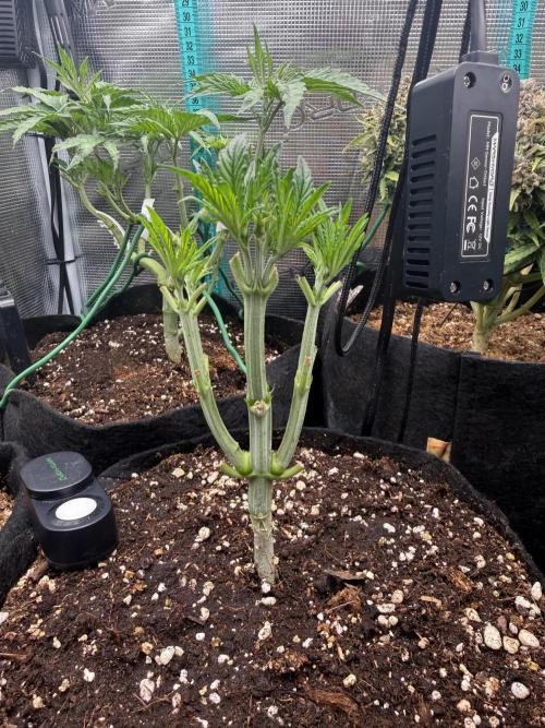 all eyes on weed. Week 4