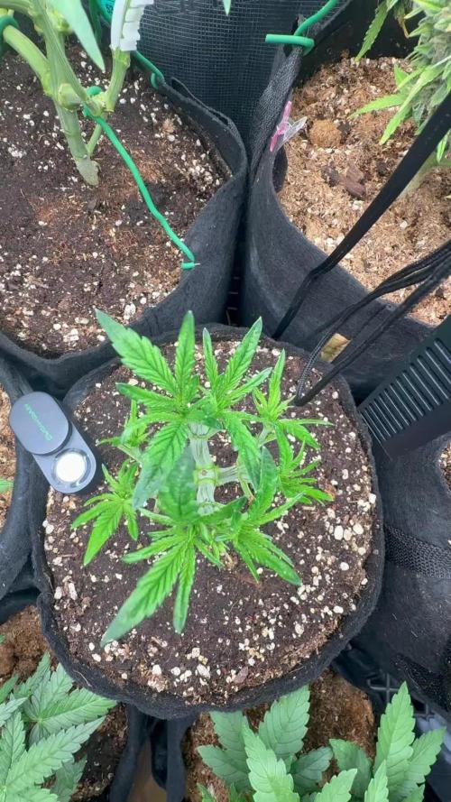 all eyes on weed