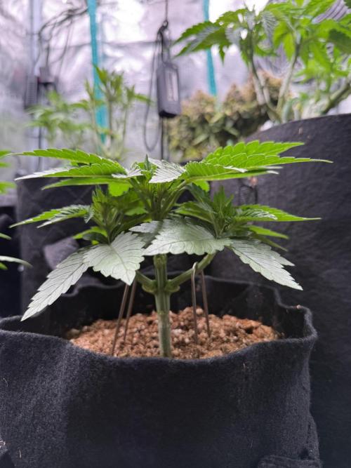 Time to experiment my theory on auto. Week 3