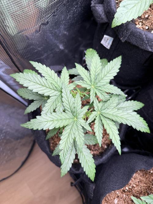 Northern lights auto Spirit Seeds. Week 3