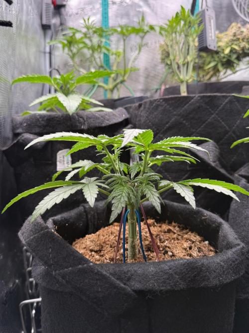 Northern lights auto Spirit Seeds. Week 3